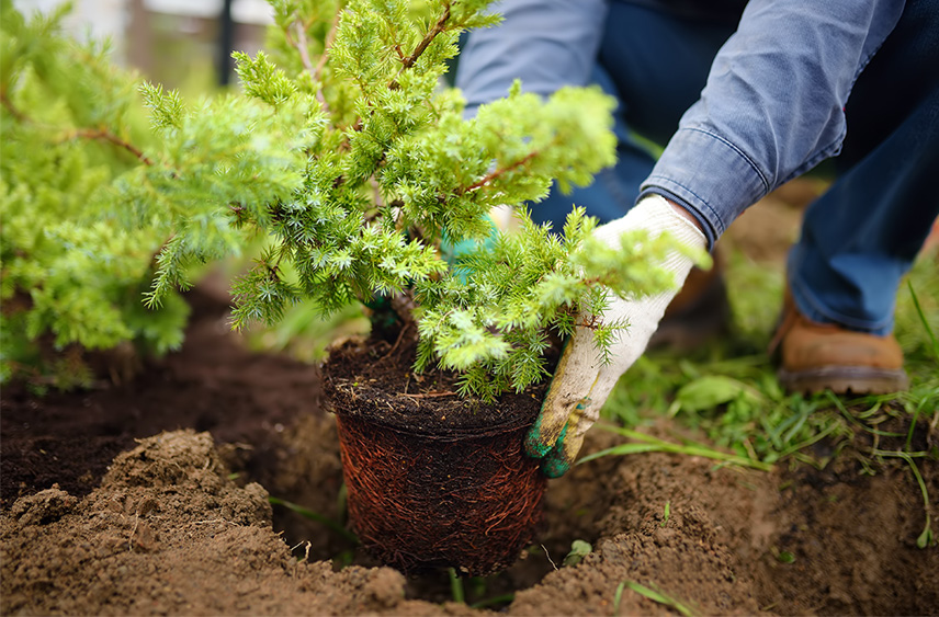 Struiken planten